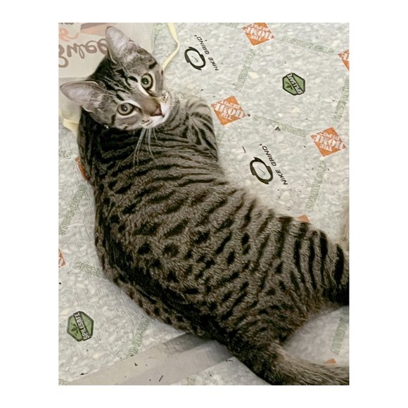 MEET MY POSH BUDDY BABY GIRL & RAVEN& COOKIE TIGGER MIDNIGHT - Picture 10 of 13